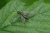 Tenthredo mesomela